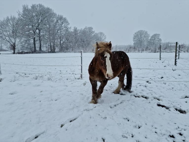 South German Coldblood Mix Mare 19 years 15,1 hh Chestnut in Schloß Holte-Stukenbrock