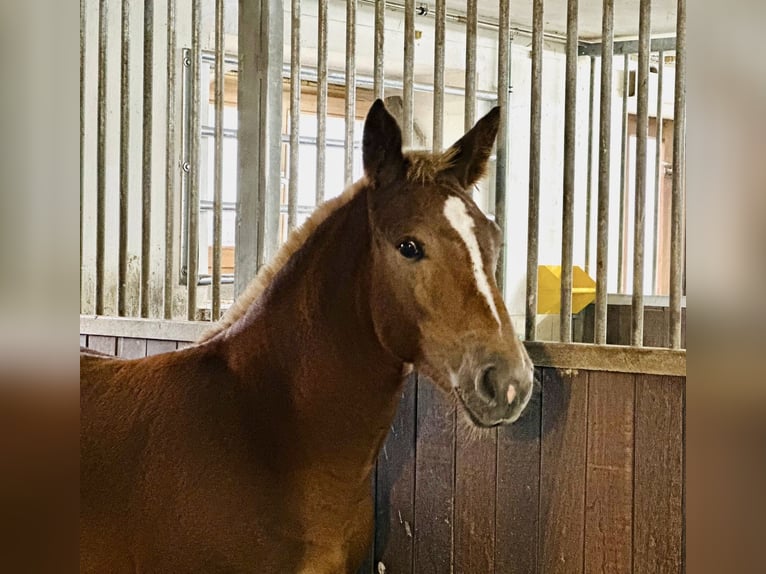 South German Coldblood Mare 1 year Chestnut-Red in Waakirchen