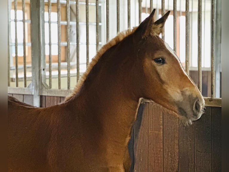 South German Coldblood Mare 1 year Chestnut-Red in Waakirchen