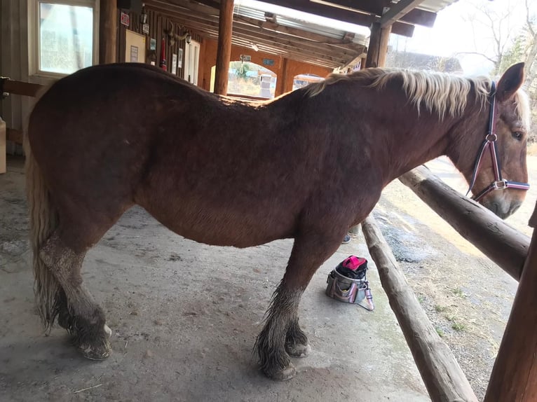 South German Coldblood Mare 20 years 14,2 hh Chestnut-Red in Zaitzkofen