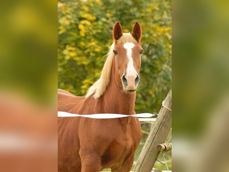 South German Coldblood Mare 24 years 15,2 hh Chestnut-Red in Wei&#xDF;enohe