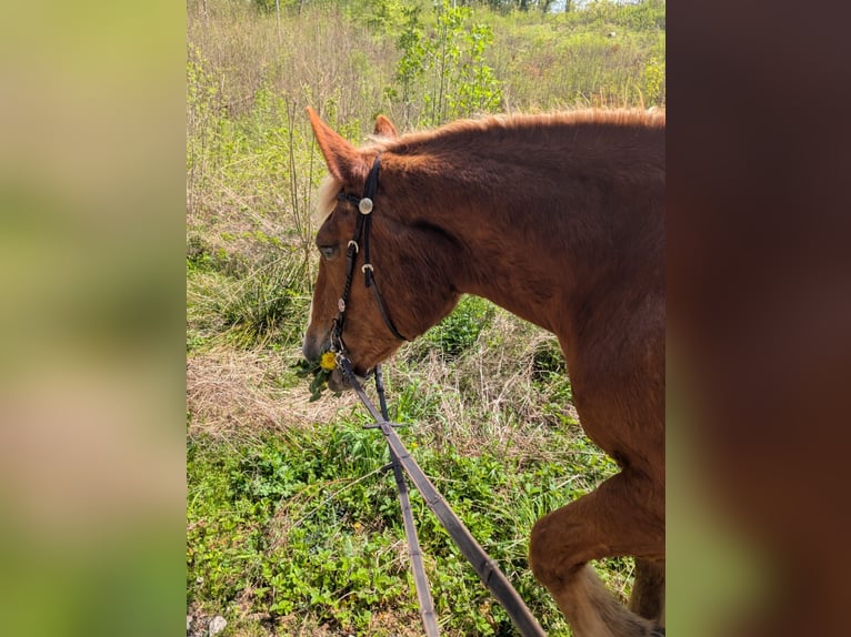 South German Coldblood Mare 24 years 15,2 hh Chestnut-Red in Wei&#xDF;enohe