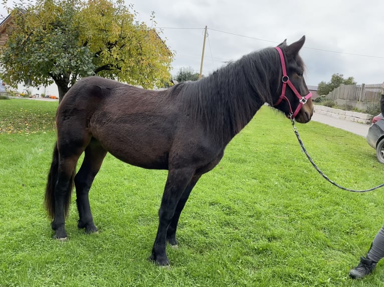 South German Coldblood Mare 2 years 16 hh Bay-Dark in Sankt Wolfgang