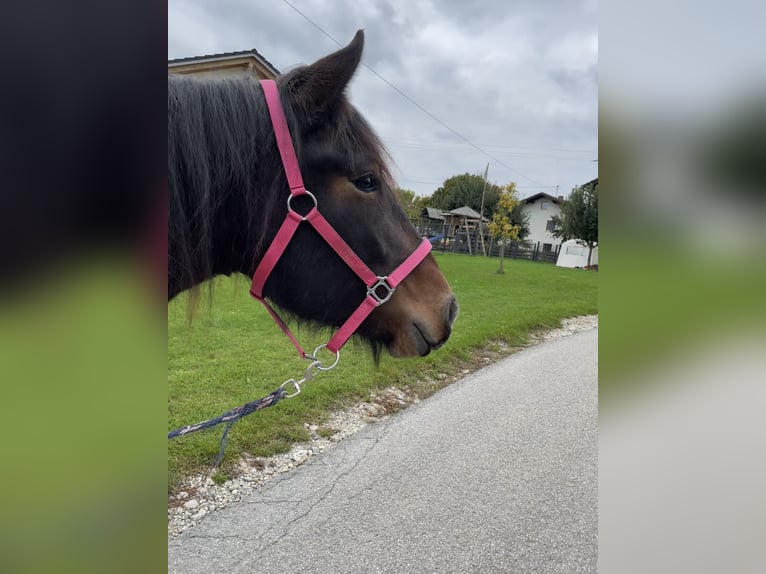 South German Coldblood Mare 2 years 16 hh Bay-Dark in Sankt Wolfgang