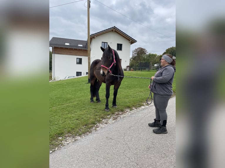 South German Coldblood Mare 2 years 16 hh Bay-Dark in Sankt Wolfgang