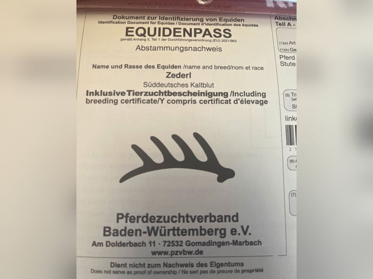 South German Coldblood Mare 2 years 16 hh Brown in Oberzent