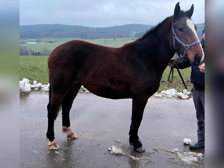 South German Coldblood Mare 2 years 16 hh Brown in Oberzent