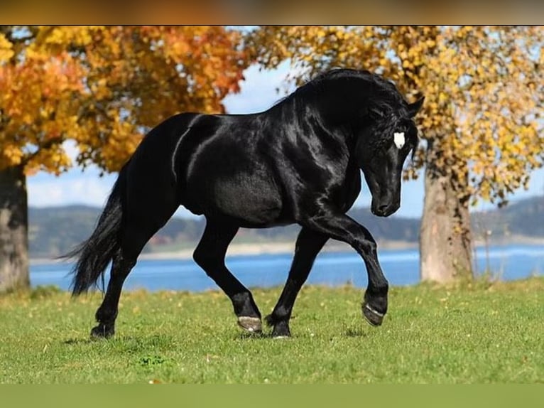 South German Coldblood Mare 2 years 16 hh Brown in Oberzent