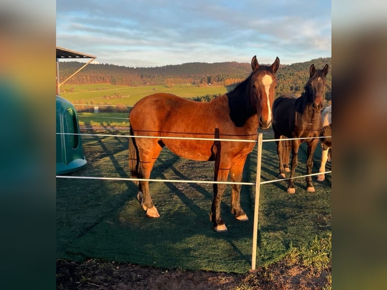 South German Coldblood Mare 2 years 16 hh Brown in Oberzent