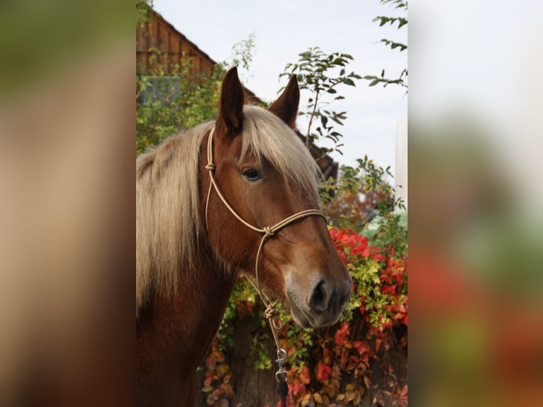 South German Coldblood Mare 2 years 16 hh Chestnut in Wiedergeltingen