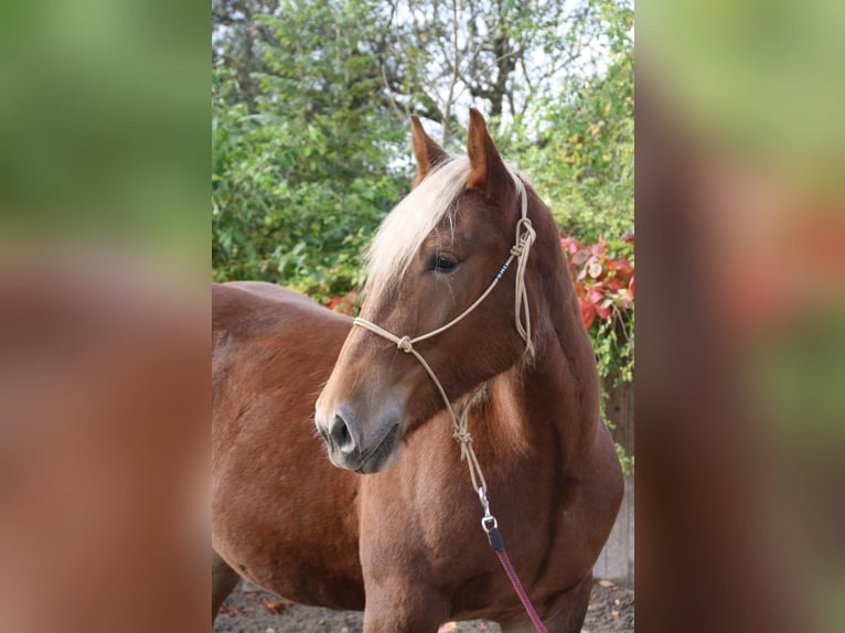 South German Coldblood Mare 2 years 16 hh Chestnut in Wiedergeltingen