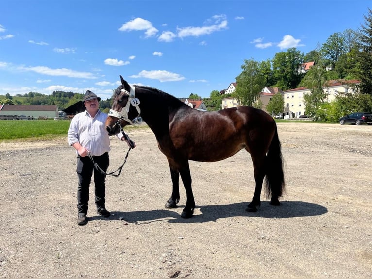 South German Coldblood Mare 3 years 16 hh Bay-Dark in Kirchberg im Wald