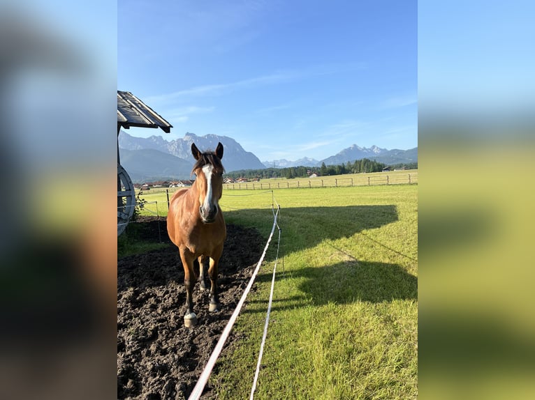 South German Coldblood Mare 3 years 16 hh Brown in Wallgau