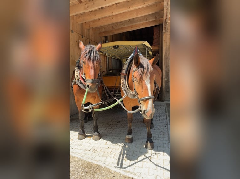 South German Coldblood Mare 3 years 16 hh Brown in Wallgau
