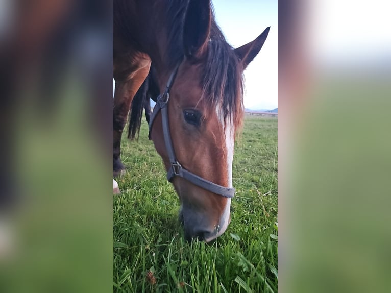 South German Coldblood Mare 3 years 16 hh Brown in Wallgau