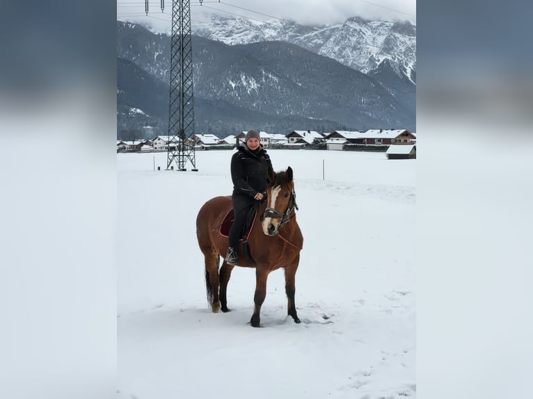 South German Coldblood Mare 3 years 16 hh Brown in Wallgau
