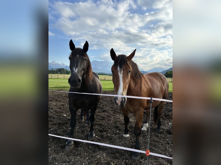 South German Coldblood Mare 3 years 16 hh Brown in Wallgau