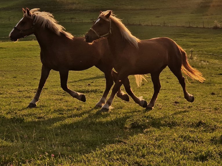South German Coldblood Mare 3 years 16 hh Chestnut-Red in Halblech