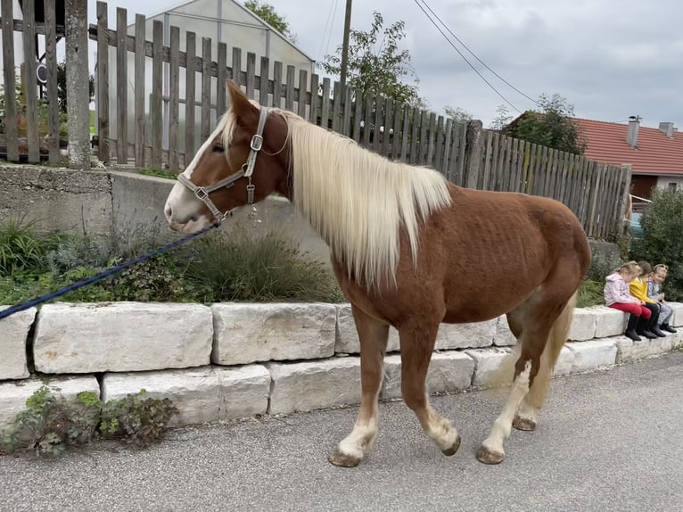 South German Coldblood Mare 3 years 16 hh Chestnut-Red in Sankt Wolfgang