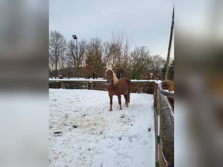 South German Coldblood Mare 4 years 15.2 hh Chestnut in Mömbris