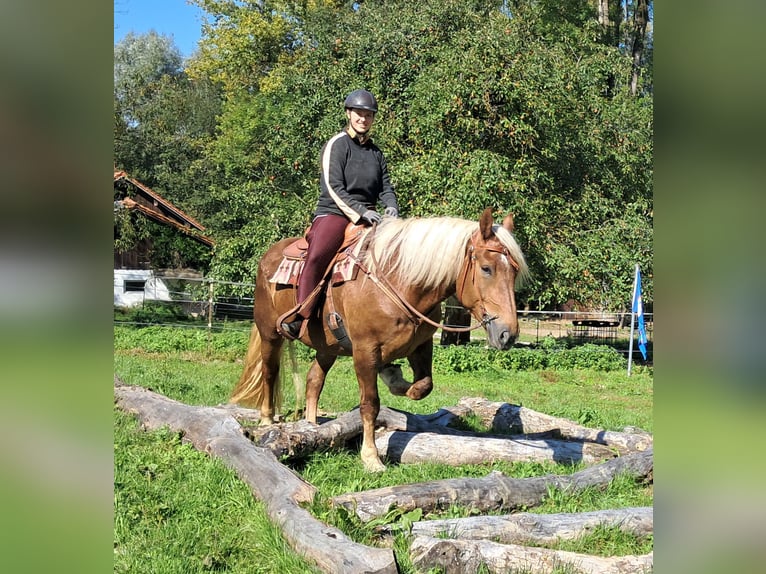 South German Coldblood Mare 4 years 15,2 hh Chestnut in Bayerbach