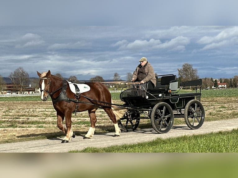 South German Coldblood Mare 4 years 15,2 hh Chestnut-Red in Riedlingen