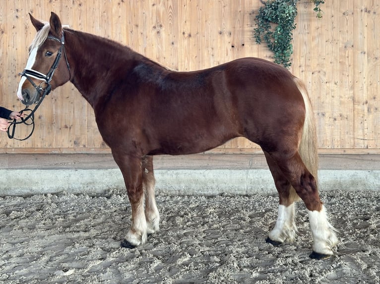 South German Coldblood Mare 4 years 15,2 hh Chestnut-Red in Riedlingen