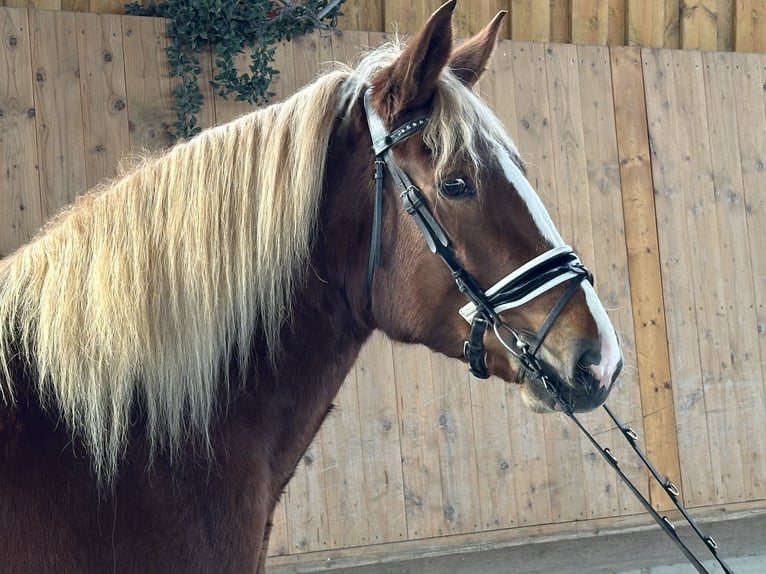 South German Coldblood Mare 4 years 15,2 hh Chestnut-Red in Riedlingen