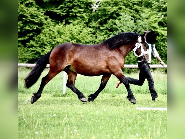 South German Coldblood Mare 4 years 16 hh Bay-Dark in Kirchberg im Wald