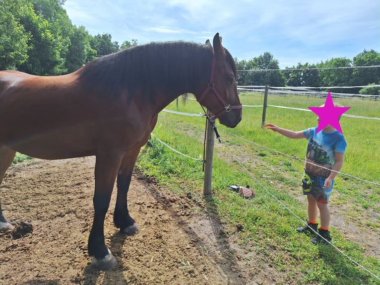 South German Coldblood Mare 4 years 16,2 hh Brown in T&#xFC;bingen