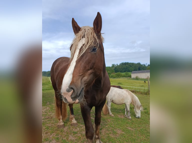 South German Coldblood Mare 4 years 16,2 hh Chestnut in Geiselwind