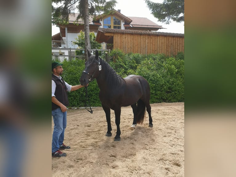 South German Coldblood Mare 5 years 15,2 hh Black in Rottenbuch