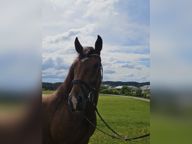 South German Coldblood Mare 5 years 15.3 hh Brown in Rettenbach am Auerberg