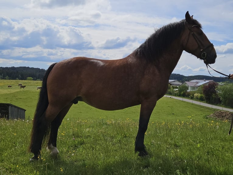 South German Coldblood Mare 5 years 15.3 hh Brown in Rettenbach am Auerberg
