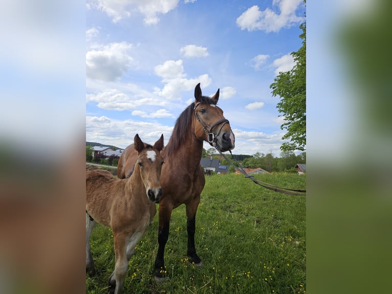 South German Coldblood Mare 5 years 15.3 hh Brown in Rettenbach am Auerberg