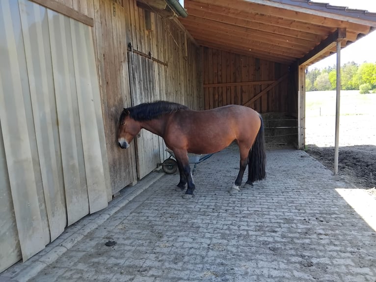 South German Coldblood Mare 5 years 16.2 hh Bay-Dark in Hohenwarth