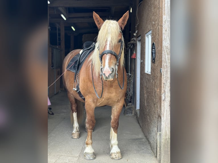 South German Coldblood Mare 5 years 16,2 hh Chestnut-Red in Täferrot