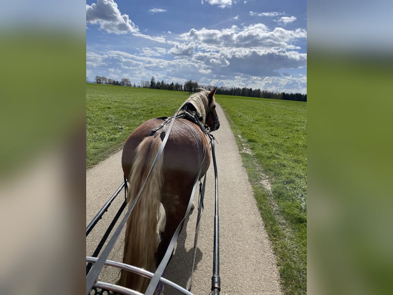 South German Coldblood Mare 5 years 16,2 hh Chestnut-Red in Täferrot