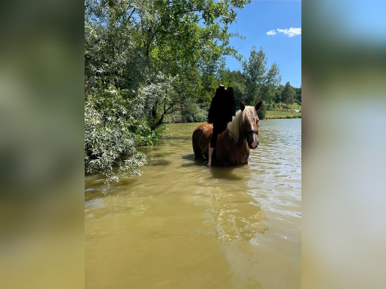 South German Coldblood Mare 5 years 16,2 hh Chestnut-Red in Täferrot