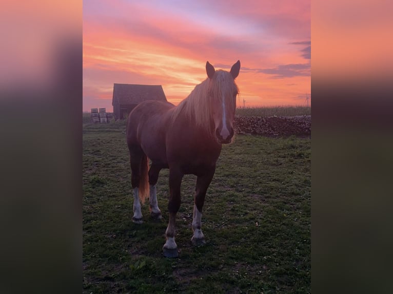 South German Coldblood Mare 5 years 16,2 hh Chestnut-Red in Täferrot