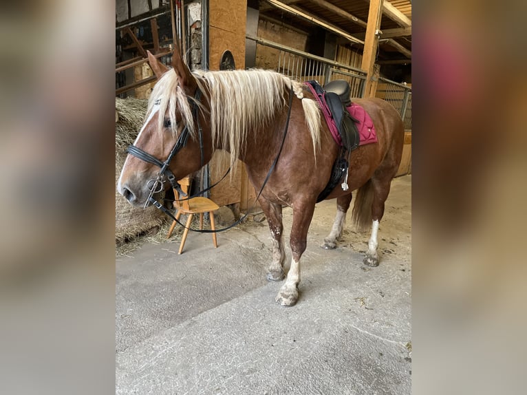 South German Coldblood Mare 5 years 16,2 hh Chestnut-Red in Täferrot