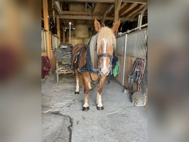 South German Coldblood Mare 5 years 16,2 hh Chestnut-Red in Täferrot