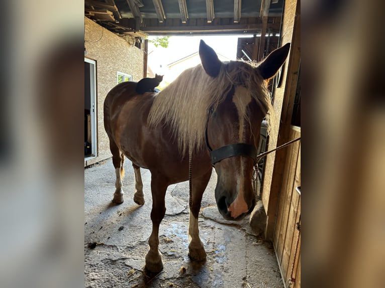 South German Coldblood Mare 5 years 16,1 hh Chestnut-Red in T&#xE4;ferrot