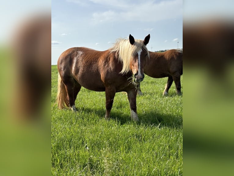South German Coldblood Mare 5 years 16,1 hh Chestnut-Red in T&#xE4;ferrot