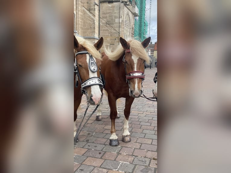 South German Coldblood Mare 5 years 16,1 hh Chestnut-Red in T&#xE4;ferrot
