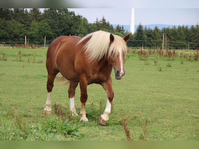 South German Coldblood Mare 5 years 16,1 hh Chestnut-Red in T&#xE4;ferrot