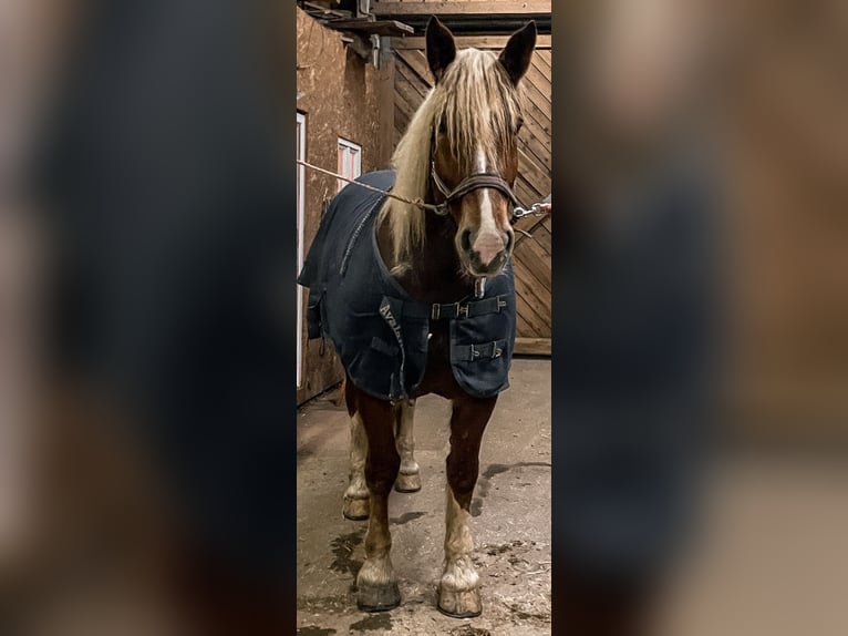 South German Coldblood Mare 5 years 16,1 hh Chestnut-Red in T&#xE4;ferrot