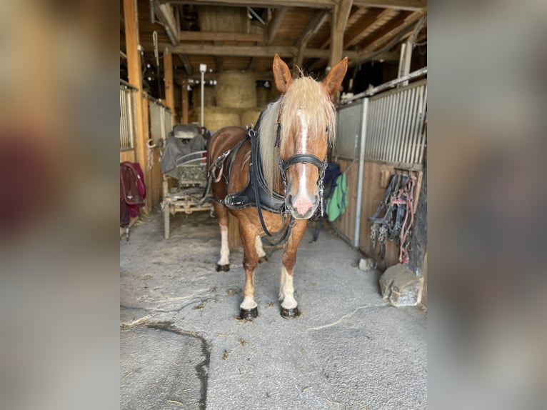 South German Coldblood Mare 5 years 16,1 hh Chestnut-Red in T&#xE4;ferrot