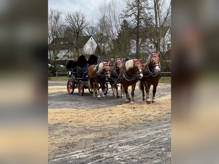 South German Coldblood Mare 5 years 16,1 hh Chestnut-Red in T&#xE4;ferrot