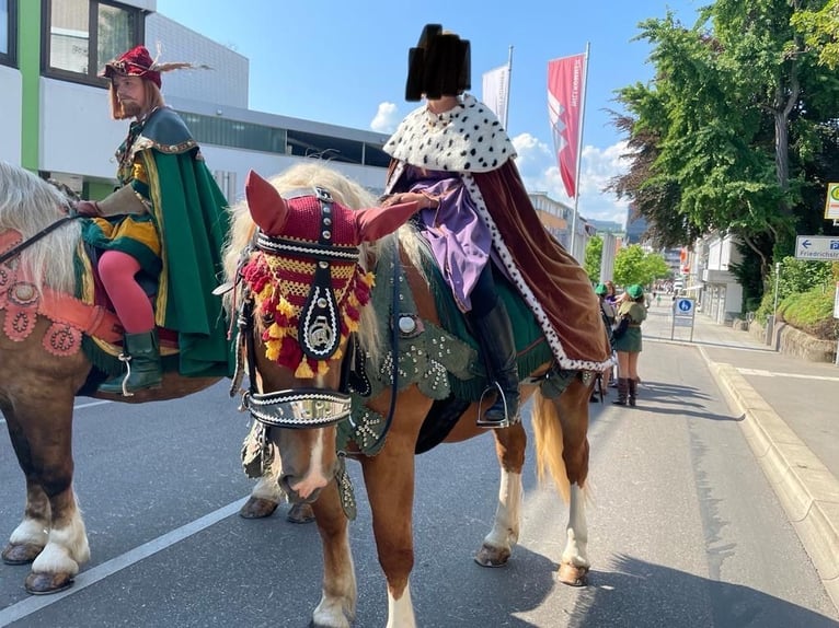 South German Coldblood Mare 5 years 16,1 hh Chestnut-Red in T&#xE4;ferrot